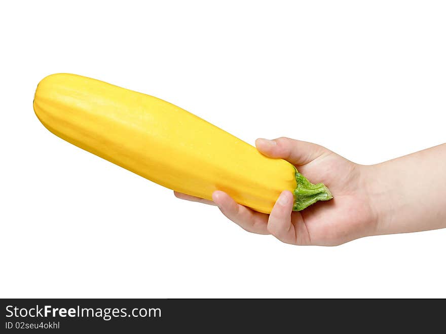 Yellow marrow (Zucchini) in human hand