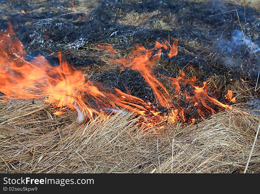 Red fire in dry herb. Red fire in dry herb