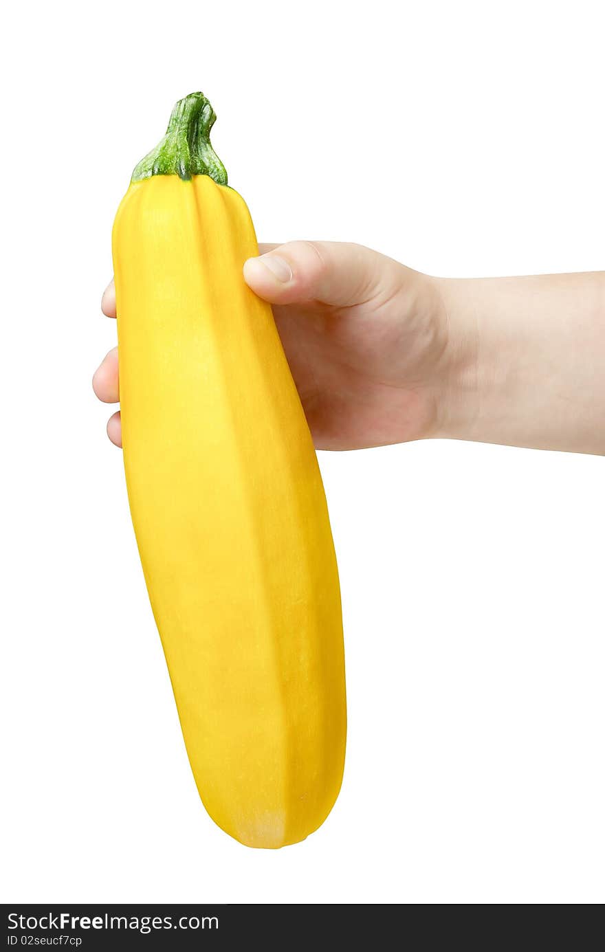 Yellow Marrow (Zucchini) In Human Hand