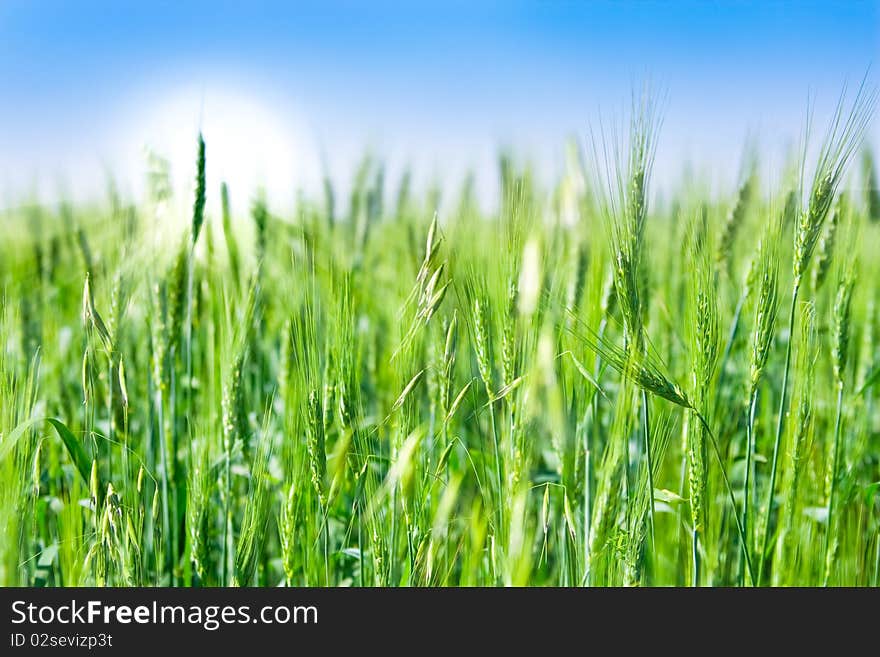 Green field and blue sky in the morning