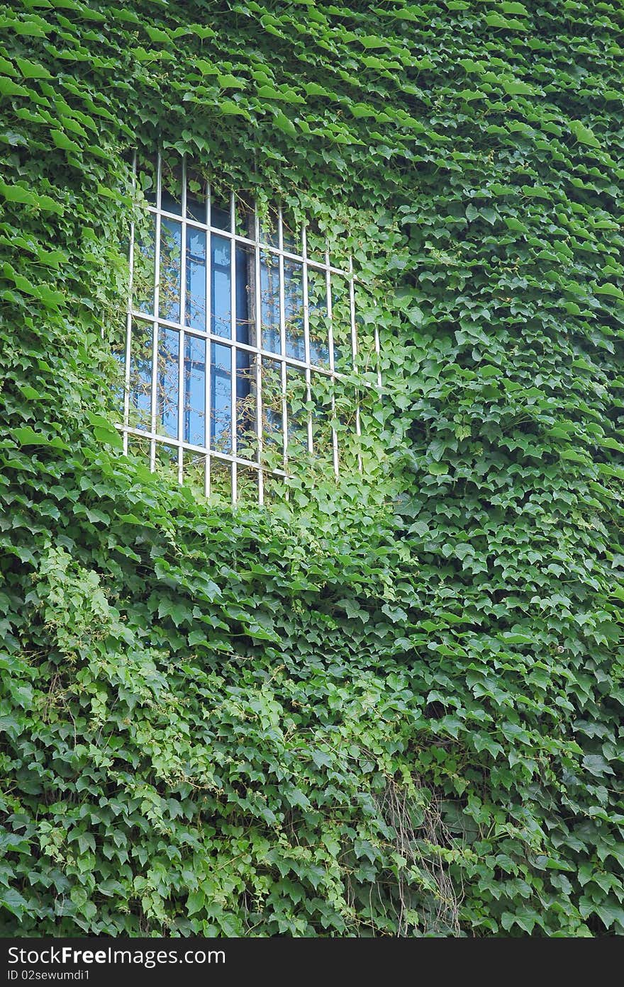 Green ivy on the window