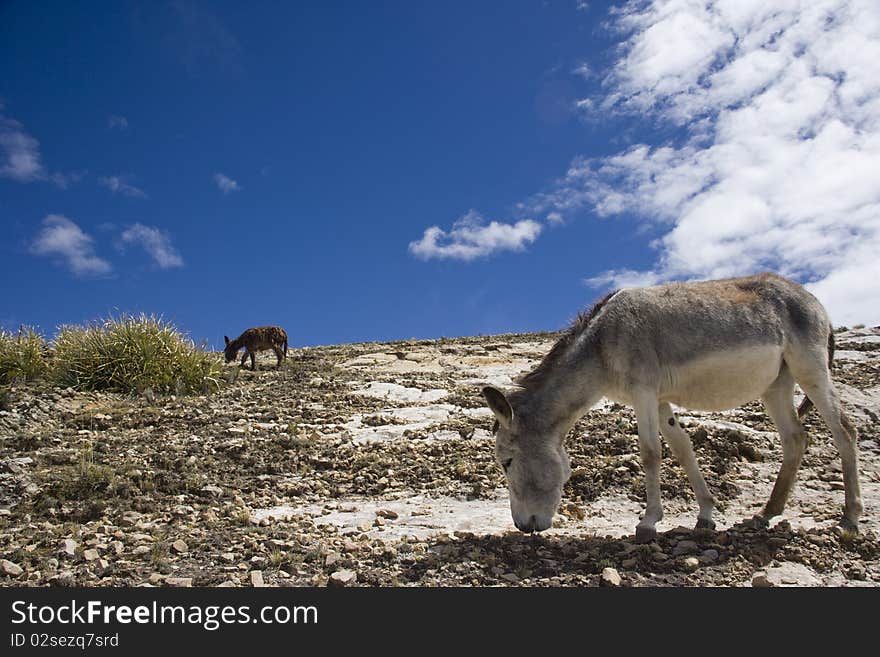 Donkeys at Island of the Sun -Isla del Sol-, Lake Titicaca, Bolivia, South America