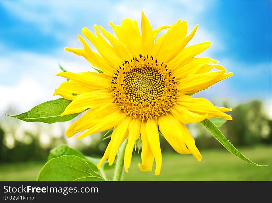 Little sunflower over blue sky