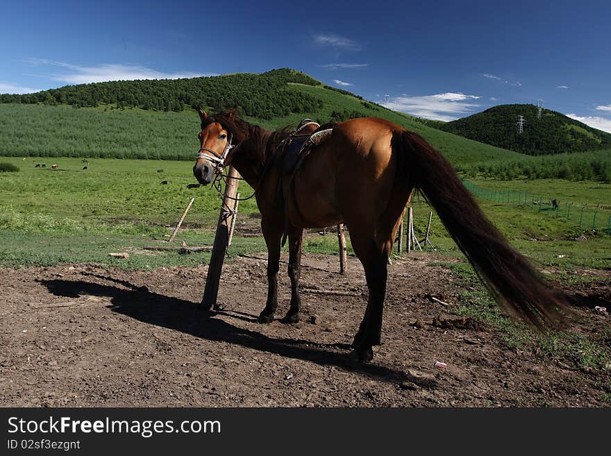 Horse with green mountain and blue sky