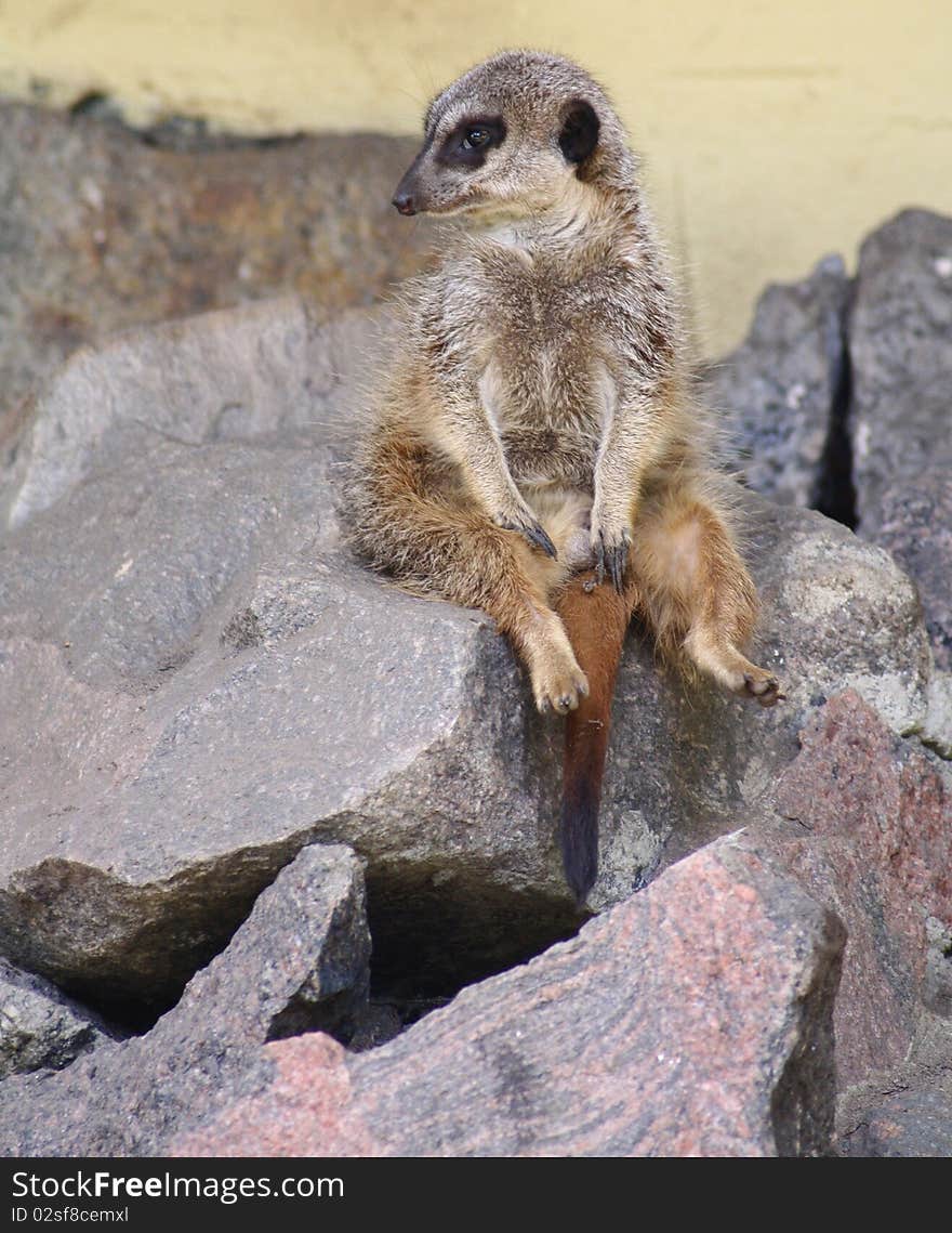 A meerkat sitting on some rocks