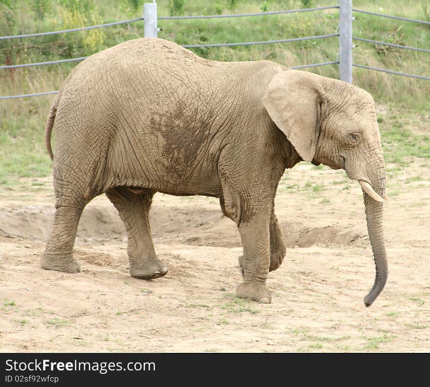 An adult elephant in a zoo