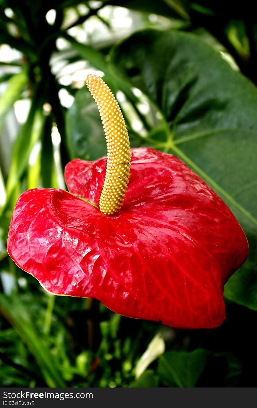 A nice and red flower. A nice and red flower