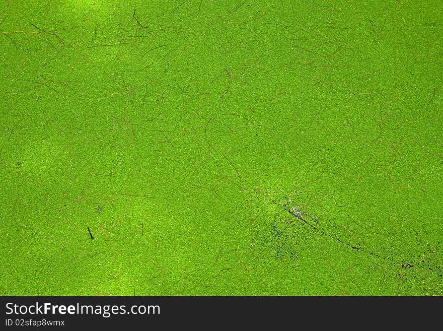 Pattern of Water Weed Texture