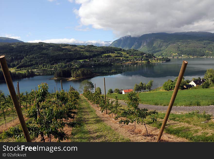 Farmland Around Hardangerfjord, Norway