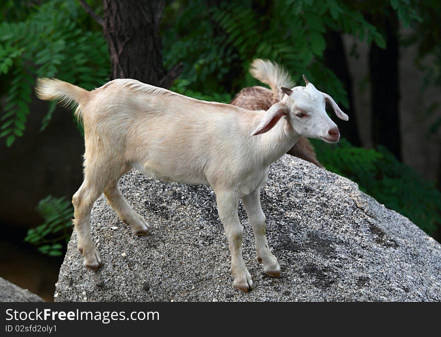 Goat baby