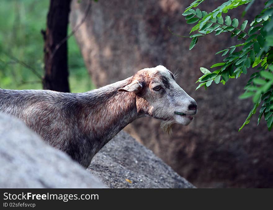 Grey goat is eating leaves.