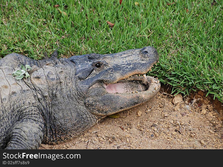 A crocodile laying on the ground