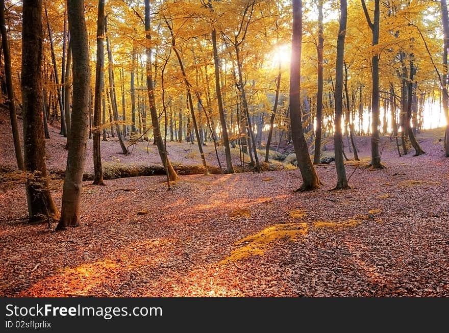 Autumn scenery. Beautiful gold fall in forest.