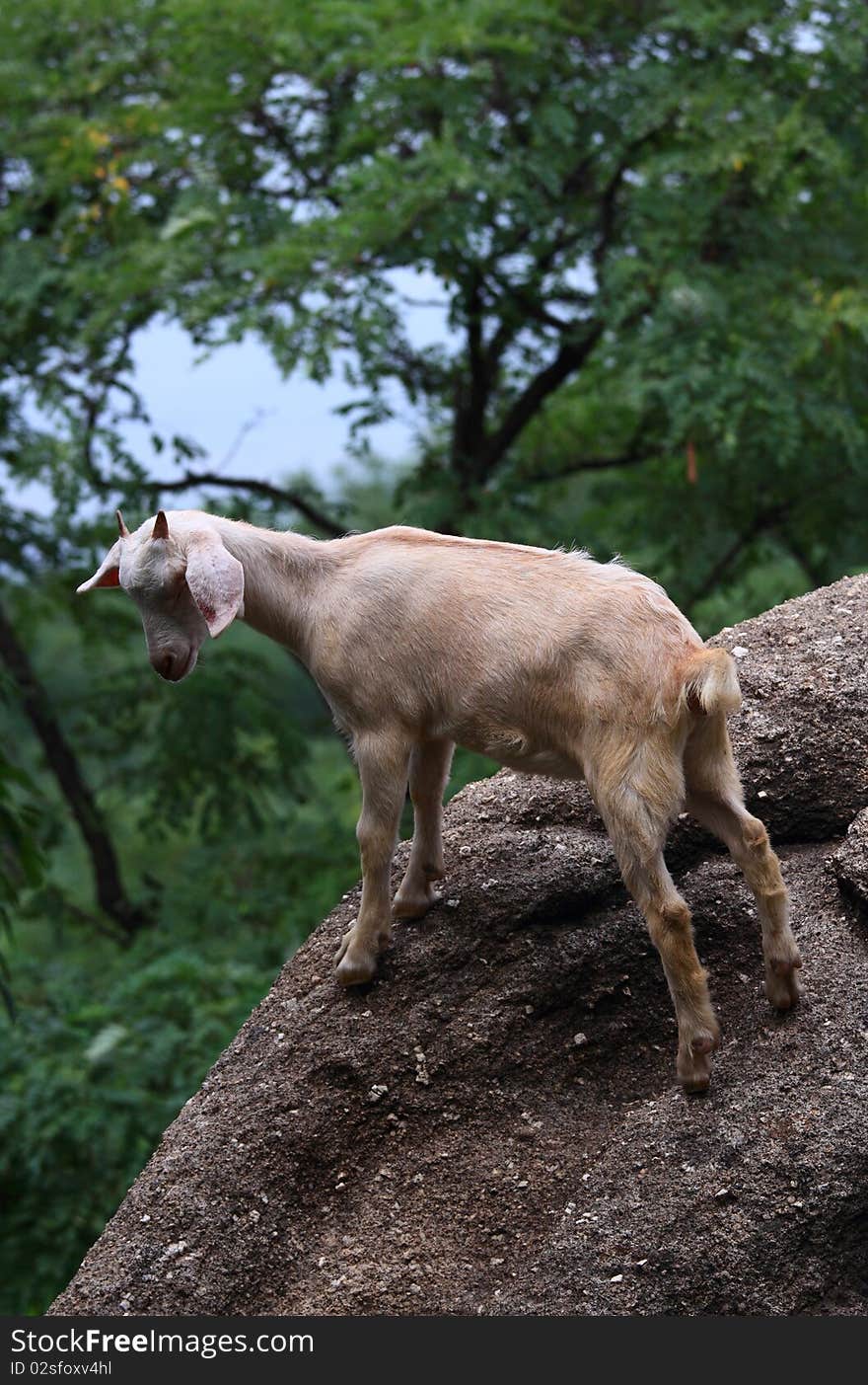 A goat baby is standing on the rocks.