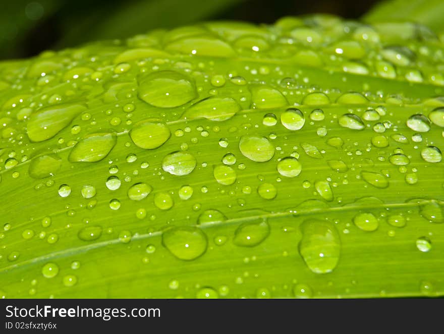 Many waterdrops on green leaf. Many waterdrops on green leaf