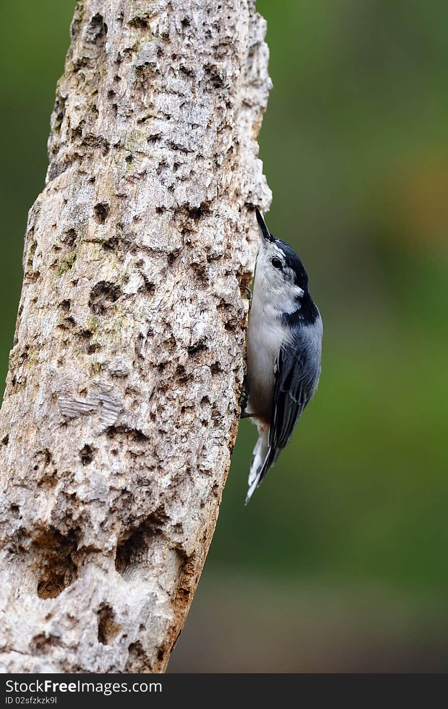 Nuthatch on tree