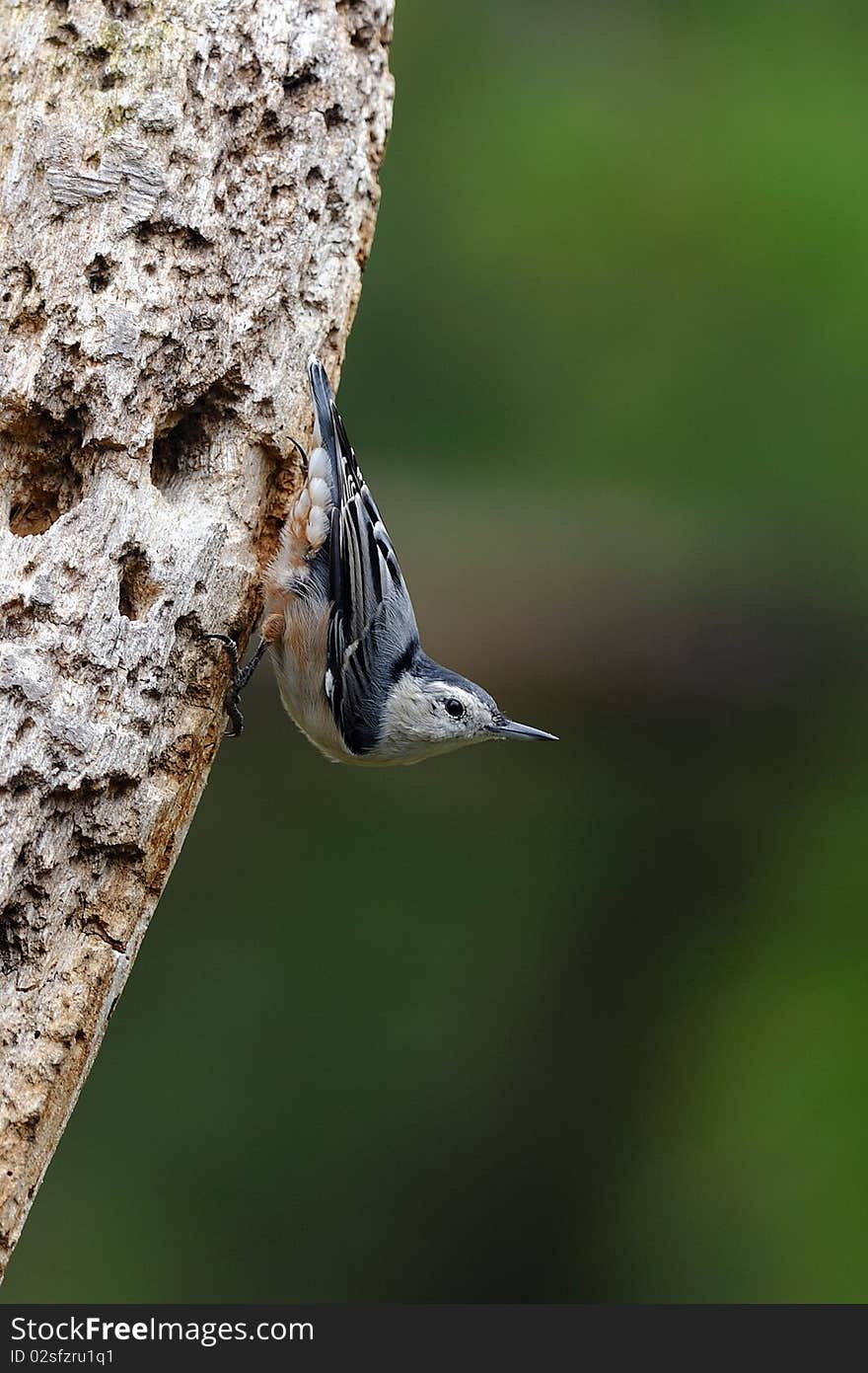 Nuthatch on tree 2