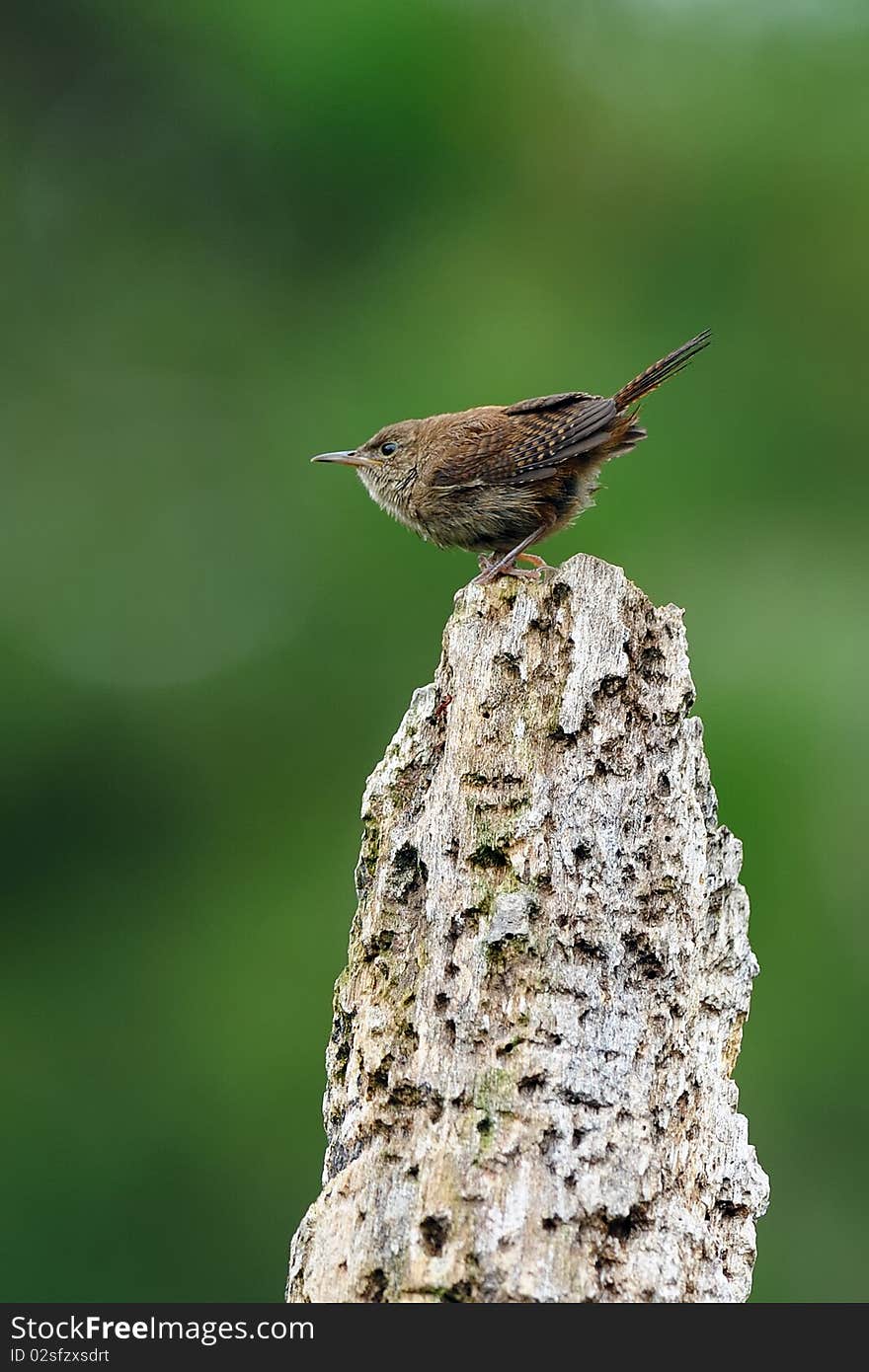 Carolina Wren on perch