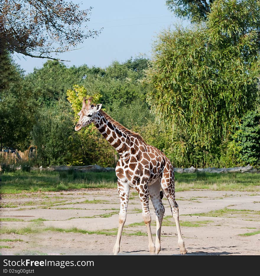 Baby Giraffe in the zoo