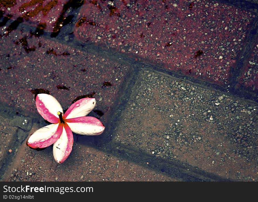 A flower is floating in a puddle after heavy rains. Background of a bricked walkway underneath. A flower is floating in a puddle after heavy rains. Background of a bricked walkway underneath.