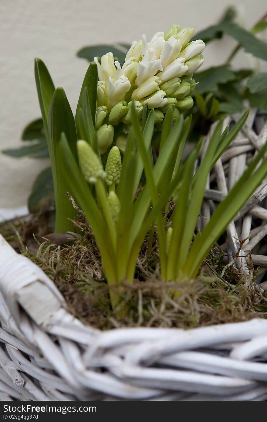 Hyacinth in pot in street shop flower. Hyacinth in pot in street shop flower