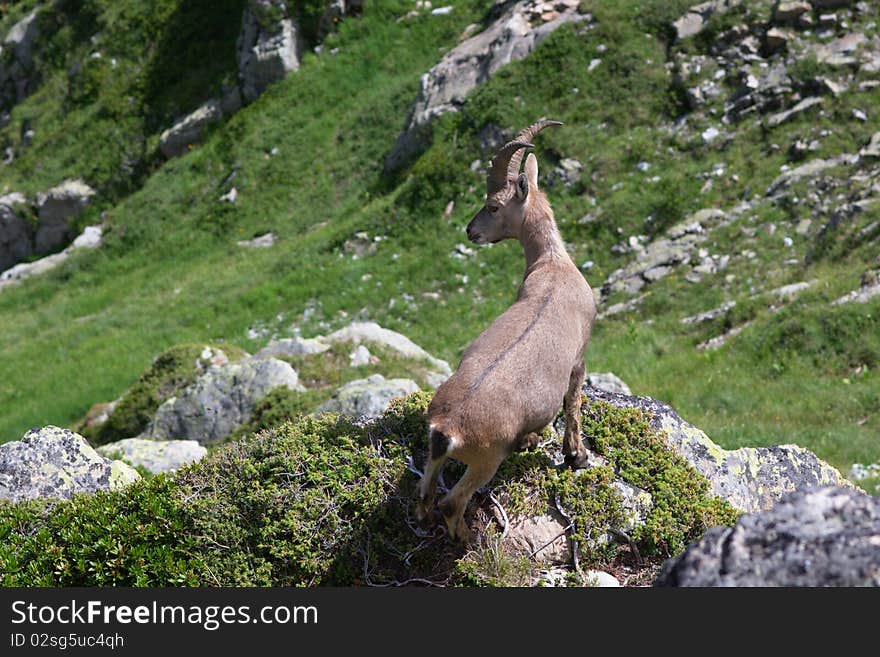 Single wild goat in Alps mountains