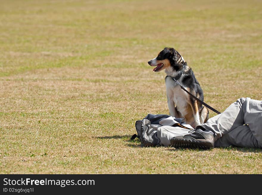 Dog In The Park