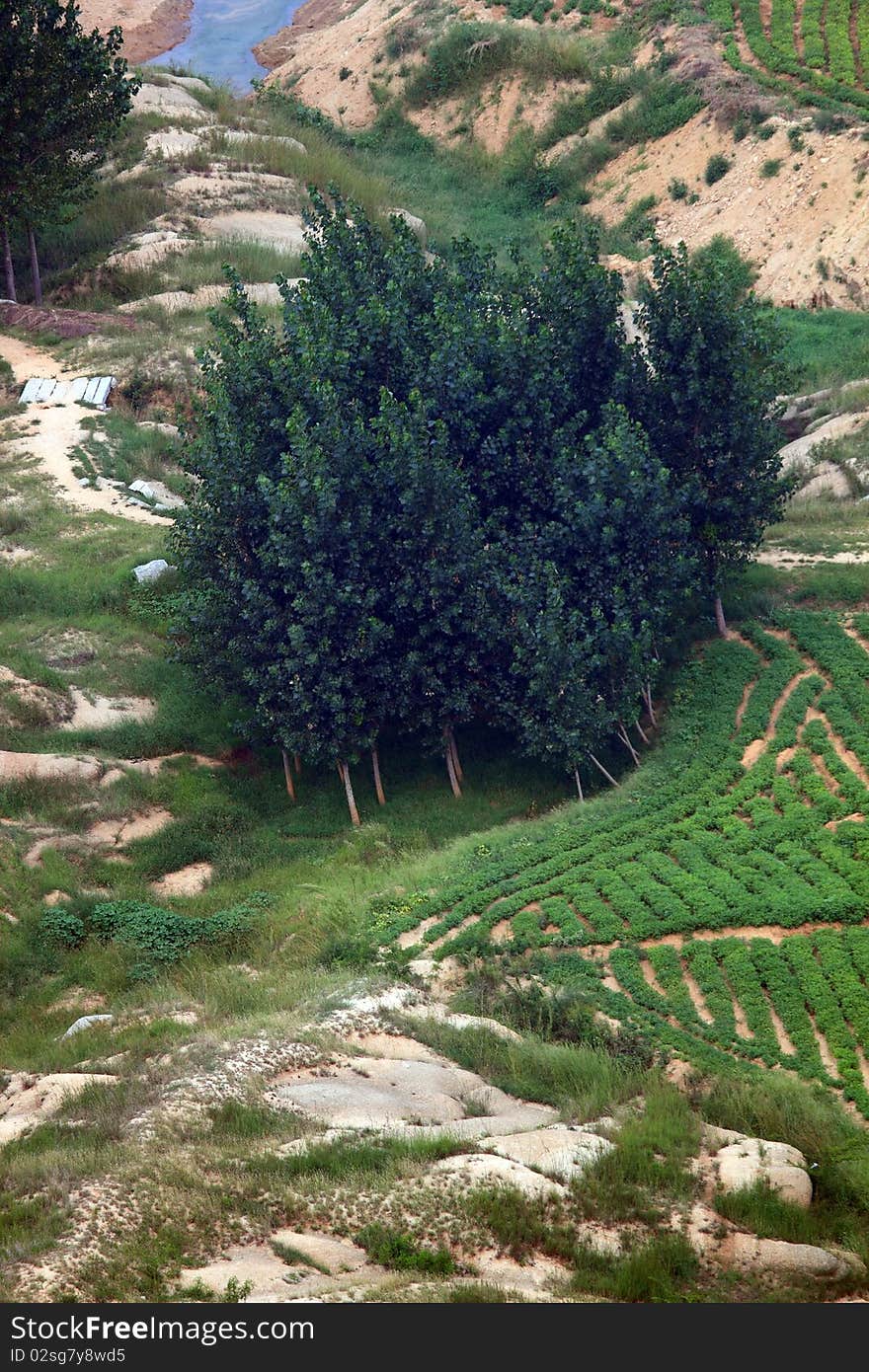 Aerial view of woods.