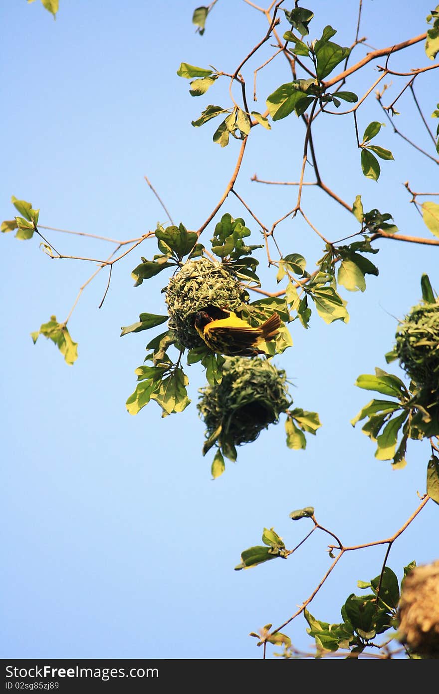 Tropical bird hanging from its nest, district of Meru, Kenya, Africa