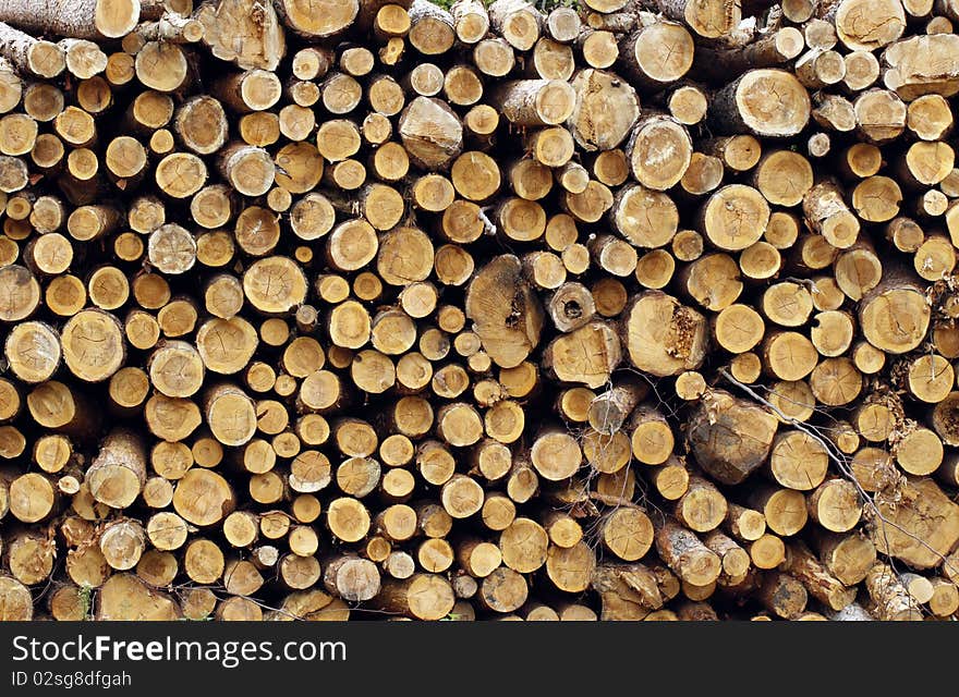 Trunks of trees waiting for the transport. Trunks of trees waiting for the transport