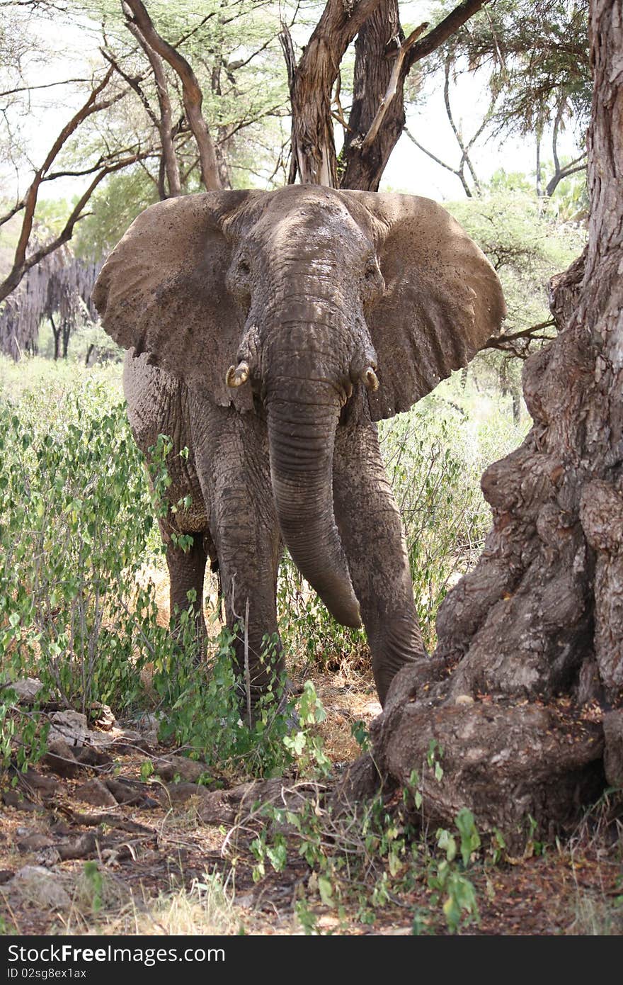 An elephant sitting close to a tree, in Samburu Nature Reserve, Kenya, Africa. An elephant sitting close to a tree, in Samburu Nature Reserve, Kenya, Africa