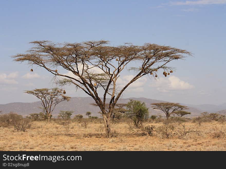 Topical tree in the middle of nowhere, National Reserve, Kenya, Africa