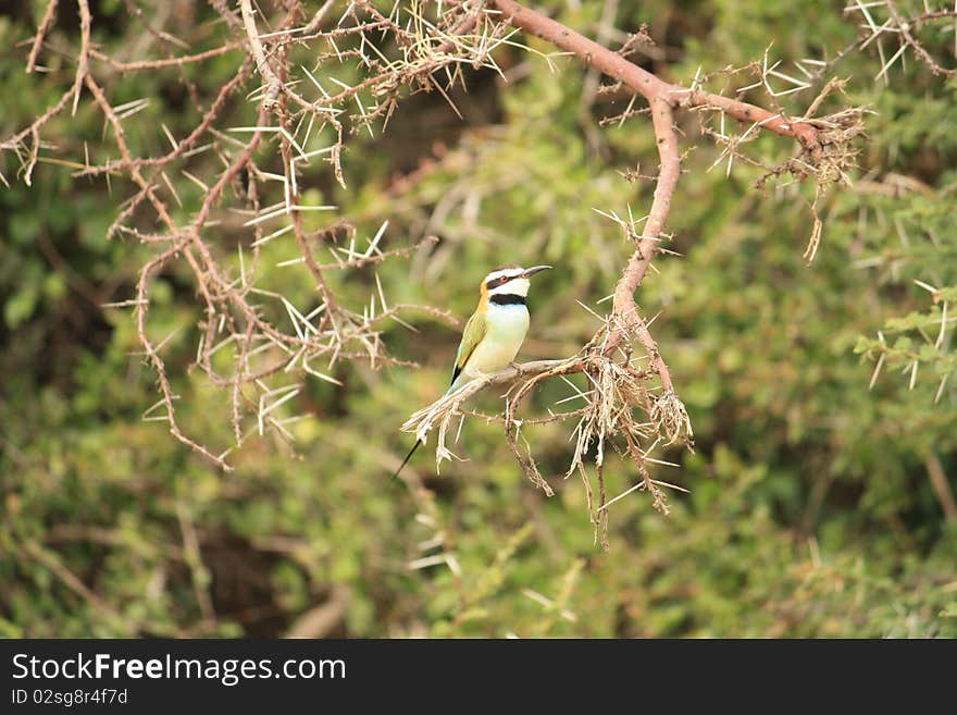 A colourful tropical african bird sitting on the branch of a tree, in a National Reserve in Kenya, Africa