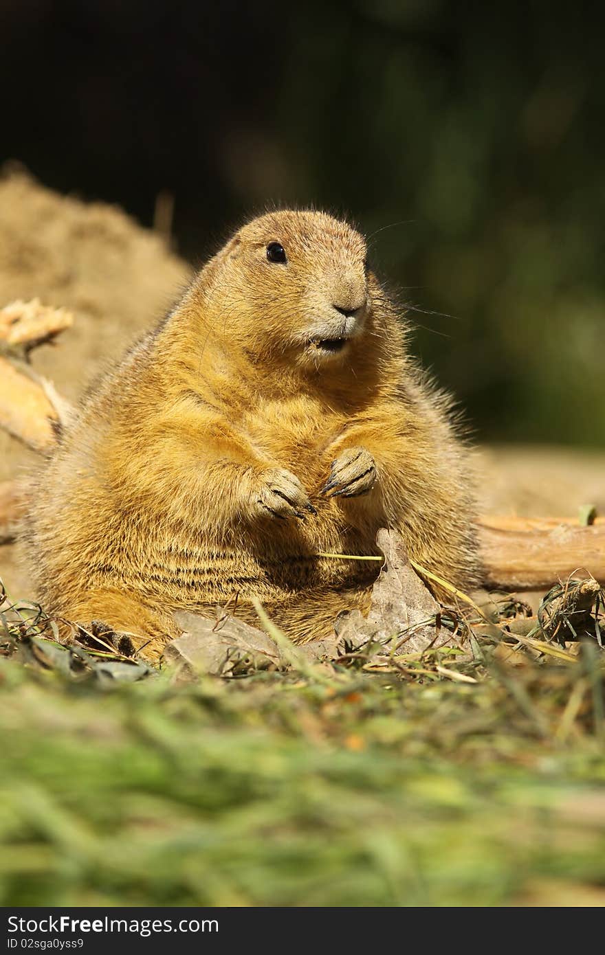 Prairie Dog Sitting On The Ground