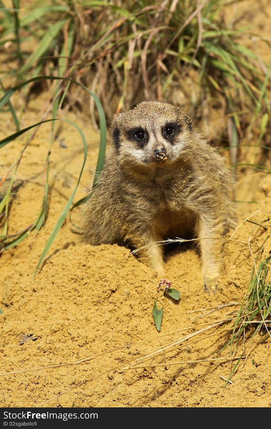 Meerkat laying in the sand and looking at you