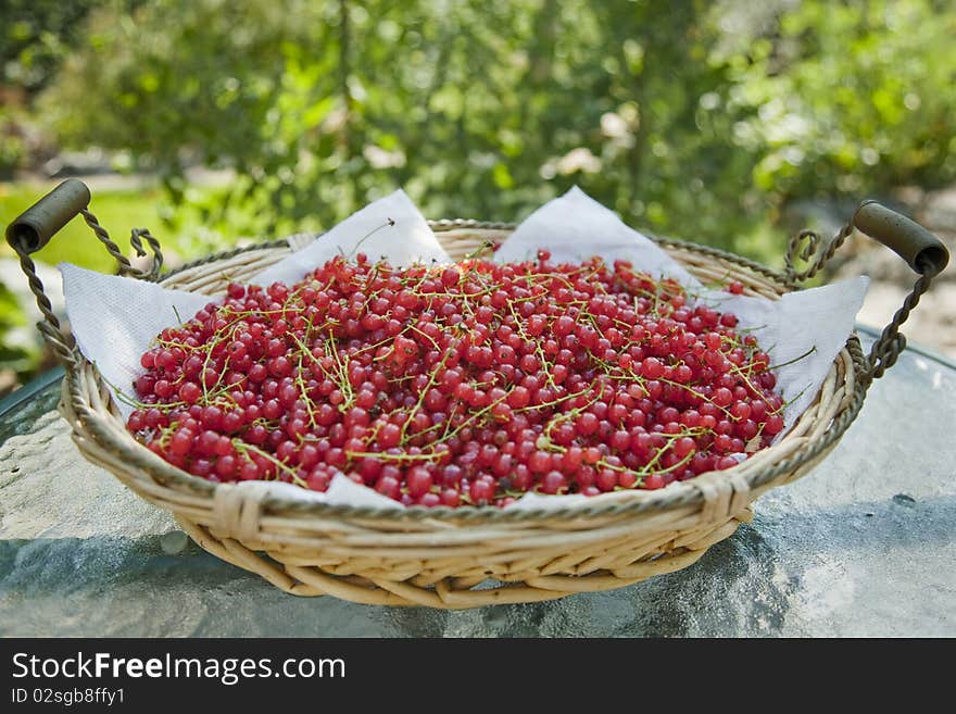 Red Currant Bowl