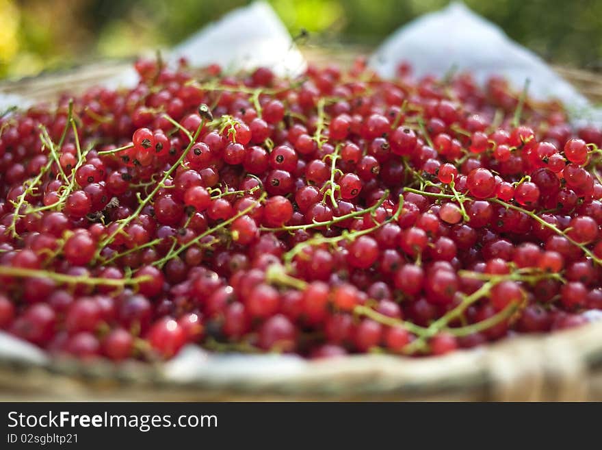 Red Currants