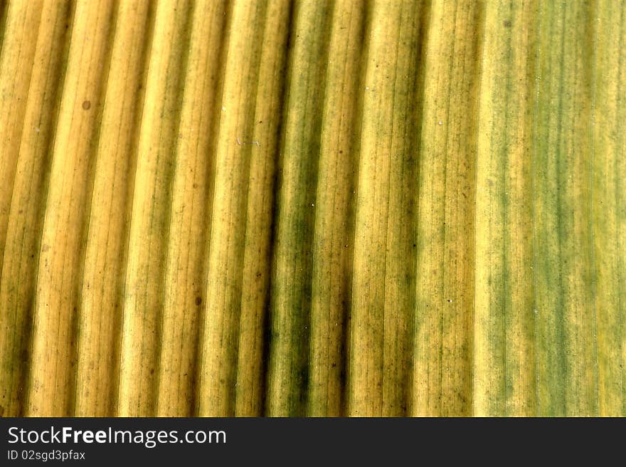 This is a banana leaf it's in the garden.