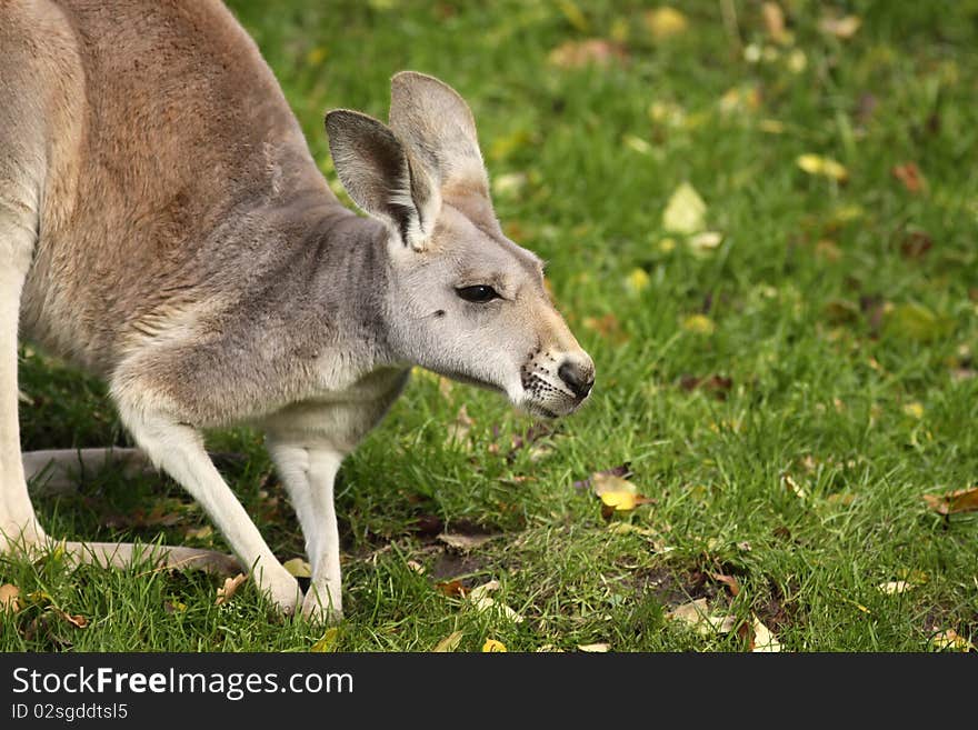 Kangaroo