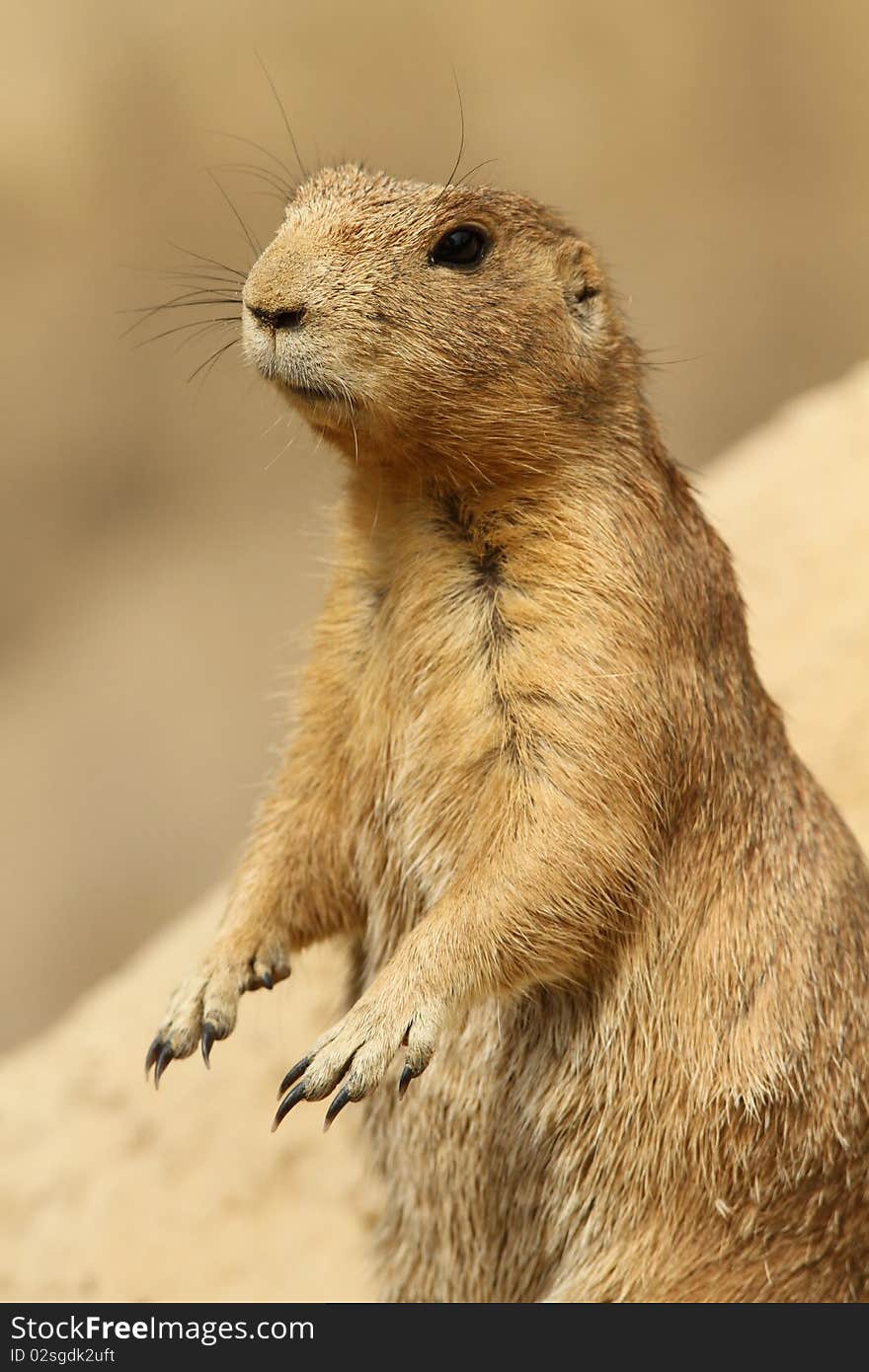 Prairie dog standing upright