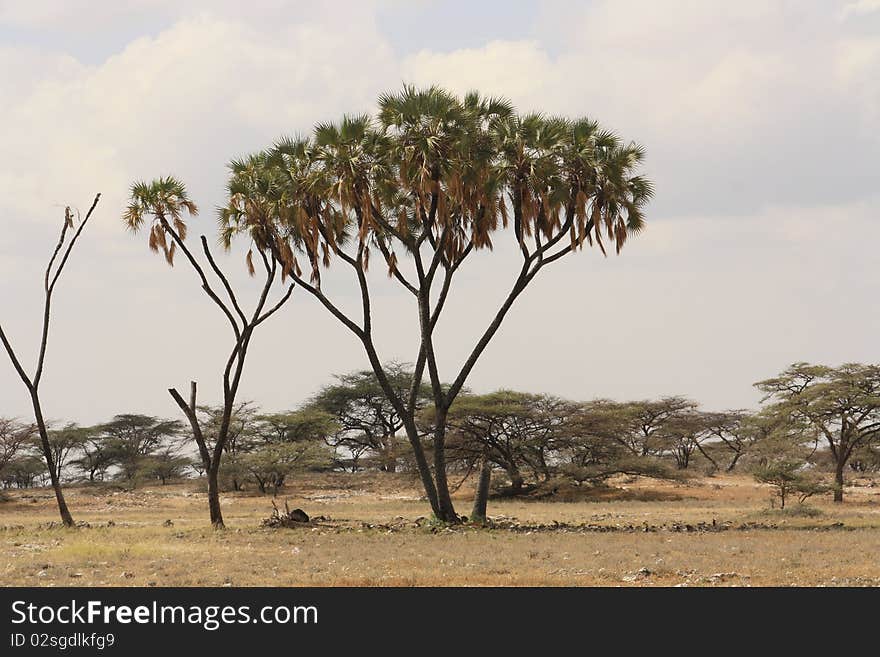 Tropical Characteristic Tree