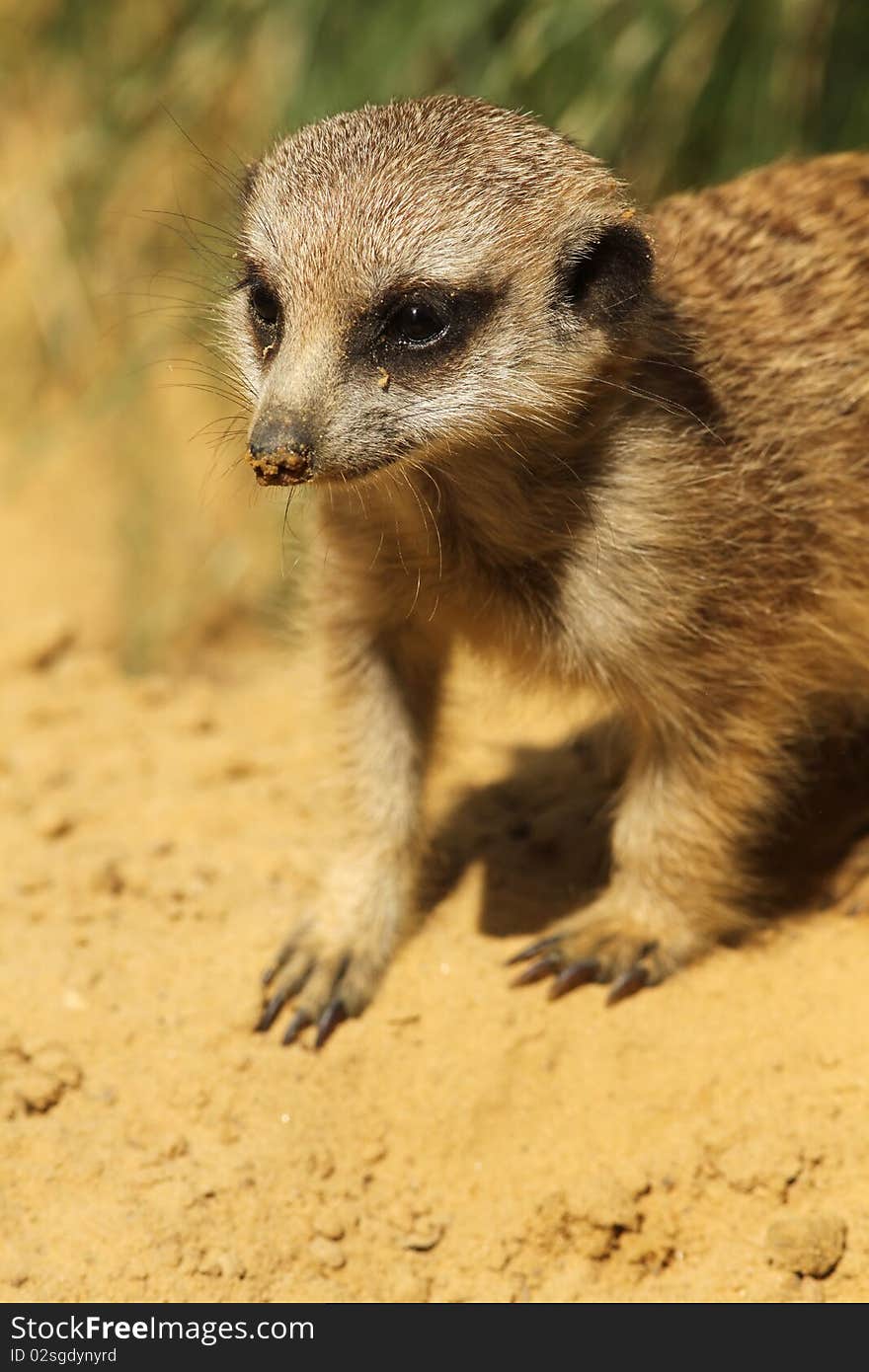 Cute little baby meerkat