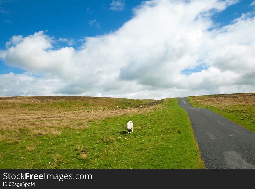 Lonely sheep of cumbria