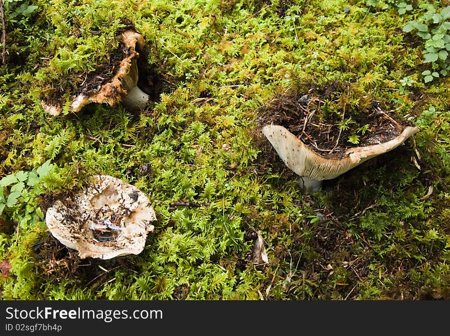 Mushrooms breaking through the moss of coastal rain forest floor, Vancouver Island, British Columbia. Mushrooms breaking through the moss of coastal rain forest floor, Vancouver Island, British Columbia