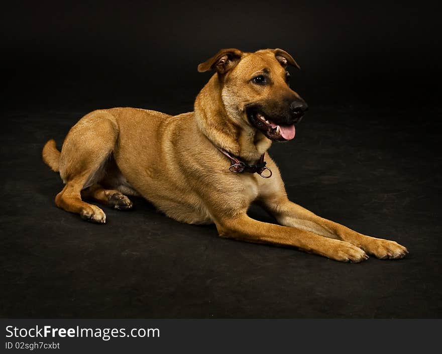 Dog in basic position and dark background.