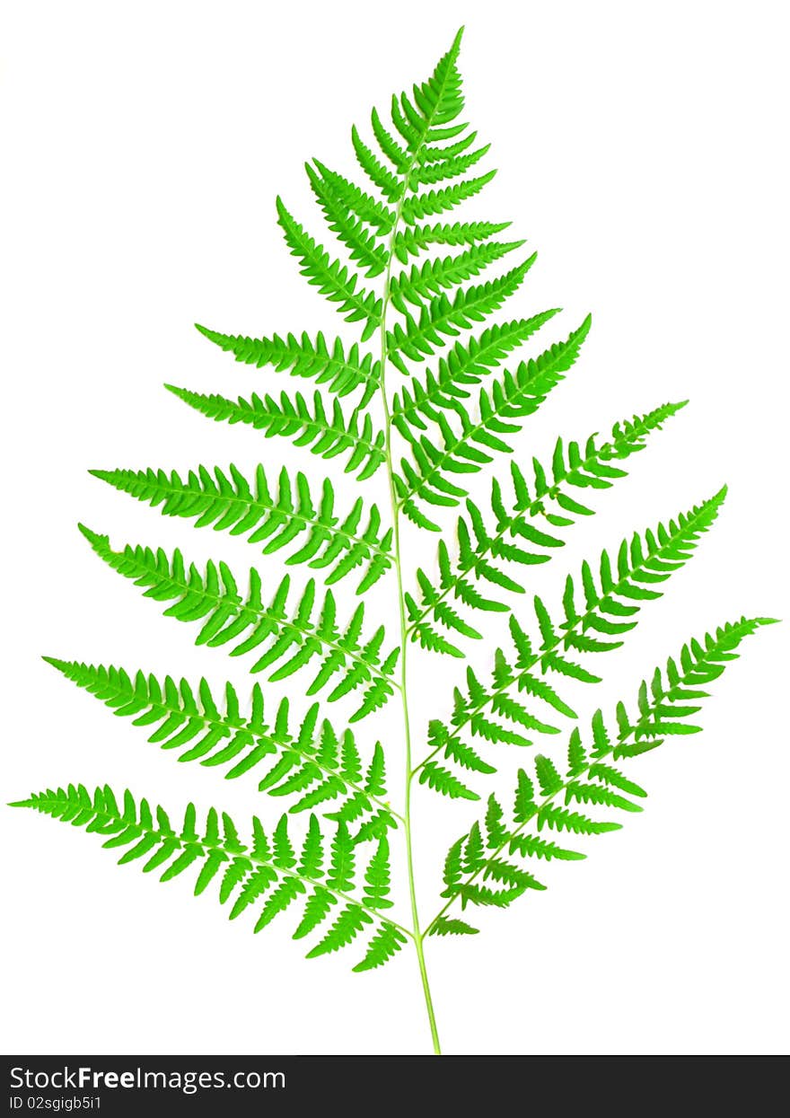 Young green fern leaf against white background