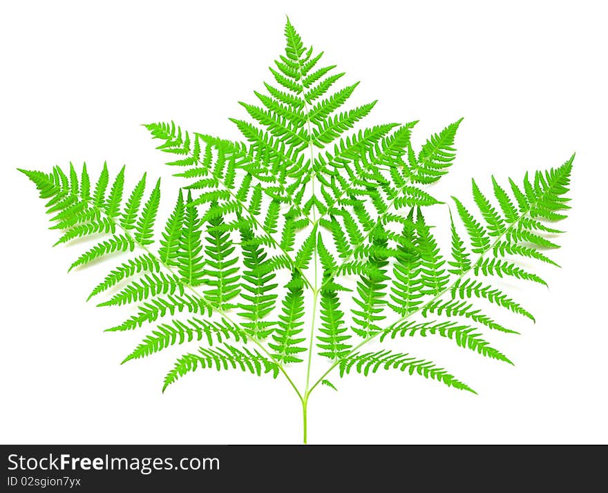 Young green fern leaf against white background