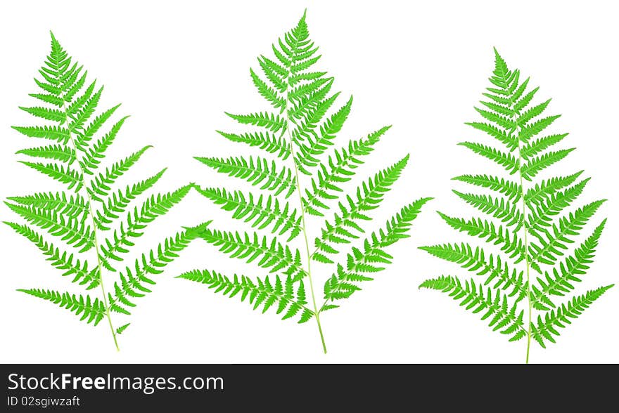 Young green fern leaf against white background