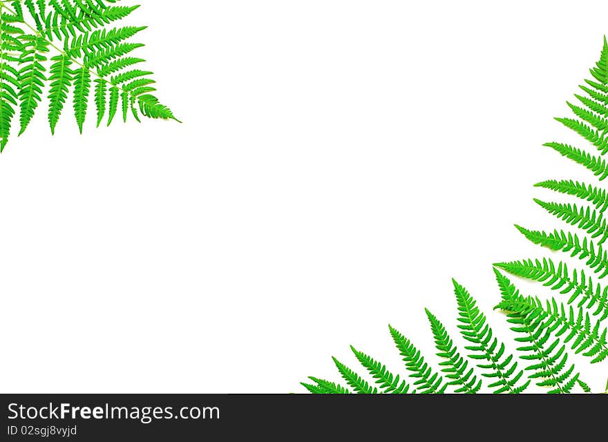 Young green fern leaf against white background