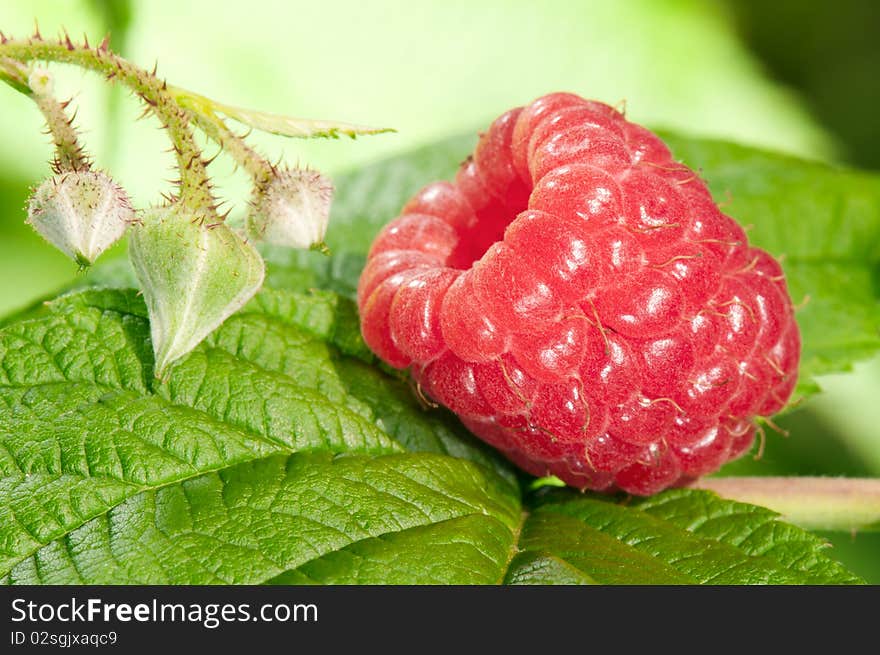 Fresh raspberry